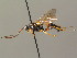  (Ichneumon silaceus - BC ZSM HYM 03687)  @14 [ ] CreativeCommons - Attribution Non-Commercial Share-Alike (2010) Stefan Schmidt SNSB, Zoologische Staatssammlung Muenchen