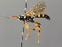  (Ichneumon sarcitorius - BC ZSM HYM 03715)  @14 [ ] CreativeCommons - Attribution Non-Commercial Share-Alike (2010) Stefan Schmidt SNSB, Zoologische Staatssammlung Muenchen