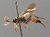  (Ichneumon balteatus - BC ZSM HYM 03722)  @14 [ ] CreativeCommons - Attribution Non-Commercial Share-Alike (2010) Stefan Schmidt SNSB, Zoologische Staatssammlung Muenchen