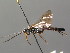  (Ichneumon tuberculipes - BC ZSM HYM 03728)  @13 [ ] CreativeCommons - Attribution Non-Commercial Share-Alike (2010) Stefan Schmidt SNSB, Zoologische Staatssammlung Muenchen