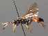  ( - BC ZSM HYM 03733)  @11 [ ] CreativeCommons - Attribution Non-Commercial Share-Alike (2010) Stefan Schmidt SNSB, Zoologische Staatssammlung Muenchen