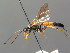  (Ichneumon molitorius - BC ZSM HYM 03735)  @15 [ ] CreativeCommons - Attribution Non-Commercial Share-Alike (2010) Stefan Schmidt SNSB, Zoologische Staatssammlung Muenchen