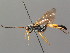  (Ichneumon confusor - BC ZSM HYM 03747)  @14 [ ] CreativeCommons - Attribution Non-Commercial Share-Alike (2010) Stefan Schmidt SNSB, Zoologische Staatssammlung Muenchen
