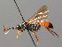  (Ichneumon haemorrhoicus - BC ZSM HYM 03757)  @13 [ ] CreativeCommons - Attribution Non-Commercial Share-Alike (2010) Stefan Schmidt SNSB, Zoologische Staatssammlung Muenchen