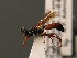  (Ichneumon avies - BC ZSM HYM 03786)  @13 [ ] CreativeCommons - Attribution Non-Commercial Share-Alike (2010) Stefan Schmidt SNSB, Zoologische Staatssammlung Muenchen