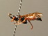  (Ichneumon pseudomegapodius - BC ZSM HYM 03792)  @11 [ ] CreativeCommons - Attribution Non-Commercial Share-Alike (2010) Stefan Schmidt SNSB, Zoologische Staatssammlung Muenchen