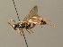  (Ichneumon ostentator - BC ZSM HYM 03796)  @14 [ ] CreativeCommons - Attribution Non-Commercial Share-Alike (2010) Stefan Schmidt SNSB, Zoologische Staatssammlung Muenchen