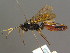  ( - BC ZSM HYM 03804)  @11 [ ] CreativeCommons - Attribution Non-Commercial Share-Alike (2010) Stefan Schmidt SNSB, Zoologische Staatssammlung Muenchen