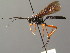  (Ichneumon quaesitorius - BC ZSM HYM 03810)  @13 [ ] CreativeCommons - Attribution Non-Commercial Share-Alike (2010) Stefan Schmidt SNSB, Zoologische Staatssammlung Muenchen