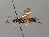  ( - BC ZSM HYM 03812)  @11 [ ] CreativeCommons - Attribution Non-Commercial Share-Alike (2010) Stefan Schmidt SNSB, Zoologische Staatssammlung Muenchen