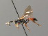  ( - BC ZSM HYM 03822)  @14 [ ] CreativeCommons - Attribution Non-Commercial Share-Alike (2010) Stefan Schmidt SNSB, Zoologische Staatssammlung Muenchen