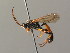  (Ichneumon eumerus - BC ZSM HYM 03835)  @14 [ ] CreativeCommons - Attribution Non-Commercial Share-Alike (2010) Stefan Schmidt SNSB, Zoologische Staatssammlung Muenchen