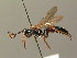  (Ichneumon languidus - BC ZSM HYM 03878)  @11 [ ] CreativeCommons - Attribution Non-Commercial Share-Alike (2010) Stefan Schmidt SNSB, Zoologische Staatssammlung Muenchen