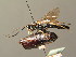  (Ichneumon haglundi - BC ZSM HYM 03880)  @13 [ ] CreativeCommons - Attribution Non-Commercial Share-Alike (2010) Stefan Schmidt SNSB, Zoologische Staatssammlung Muenchen
