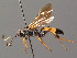  ( - BC ZSM HYM 03885)  @11 [ ] CreativeCommons - Attribution Non-Commercial Share-Alike (2010) Stefan Schmidt SNSB, Zoologische Staatssammlung Muenchen