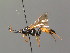  ( - BC ZSM HYM 03886)  @13 [ ] CreativeCommons - Attribution Non-Commercial Share-Alike (2010) Stefan Schmidt SNSB, Zoologische Staatssammlung Muenchen