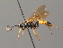  ( - BC ZSM HYM 03887)  @11 [ ] CreativeCommons - Attribution Non-Commercial Share-Alike (2010) Stefan Schmidt SNSB, Zoologische Staatssammlung Muenchen