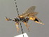  ( - BC ZSM HYM 03888)  @13 [ ] CreativeCommons - Attribution Non-Commercial Share-Alike (2010) Stefan Schmidt SNSB, Zoologische Staatssammlung Muenchen