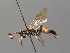  ( - BC ZSM HYM 03891)  @11 [ ] CreativeCommons - Attribution Non-Commercial Share-Alike (2010) Stefan Schmidt SNSB, Zoologische Staatssammlung Muenchen
