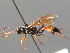  ( - BC ZSM HYM 03900)  @11 [ ] CreativeCommons - Attribution Non-Commercial Share-Alike (2010) Stefan Schmidt SNSB, Zoologische Staatssammlung Muenchen