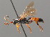  ( - BC ZSM HYM 03901)  @11 [ ] CreativeCommons - Attribution Non-Commercial Share-Alike (2010) Stefan Schmidt SNSB, Zoologische Staatssammlung Muenchen