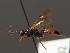  (Ichneumon caedator - BC ZSM HYM 03902)  @13 [ ] CreativeCommons - Attribution Non-Commercial Share-Alike (2010) Stefan Schmidt SNSB, Zoologische Staatssammlung Muenchen