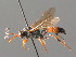  ( - BC ZSM HYM 03903)  @11 [ ] CreativeCommons - Attribution Non-Commercial Share-Alike (2010) Stefan Schmidt SNSB, Zoologische Staatssammlung Muenchen