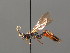  ( - BC ZSM HYM 03936)  @13 [ ] CreativeCommons - Attribution Non-Commercial Share-Alike (2010) Stefan Schmidt SNSB, Zoologische Staatssammlung Muenchen