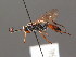  (Ichneumon crassitarsus - BC ZSM HYM 03946)  @13 [ ] CreativeCommons - Attribution Non-Commercial Share-Alike (2010) Stefan Schmidt SNSB, Zoologische Staatssammlung Muenchen