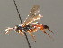  (Ichneumon obliteratus - BC ZSM HYM 03958)  @11 [ ] CreativeCommons - Attribution Non-Commercial Share-Alike (2010) Stefan Schmidt SNSB, Zoologische Staatssammlung Muenchen
