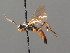  (Ichneumon subquadratus - BC ZSM HYM 03960)  @14 [ ] CreativeCommons - Attribution Non-Commercial Share-Alike (2010) Stefan Schmidt SNSB, Zoologische Staatssammlung Muenchen