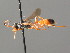  (Ichneumon elegans - BC ZSM HYM 03964)  @13 [ ] CreativeCommons - Attribution Non-Commercial Share-Alike (2010) Stefan Schmidt SNSB, Zoologische Staatssammlung Muenchen