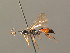  (Ichneumon alpinator - BC ZSM HYM 03973)  @14 [ ] CreativeCommons - Attribution Non-Commercial Share-Alike (2010) Stefan Schmidt SNSB, Zoologische Staatssammlung Muenchen