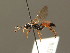  ( - BC ZSM HYM 03974)  @14 [ ] CreativeCommons - Attribution Non-Commercial Share-Alike (2010) Stefan Schmidt SNSB, Zoologische Staatssammlung Muenchen