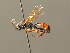  (Ichneumon dilleri - BC ZSM HYM 03977)  @11 [ ] CreativeCommons - Attribution Non-Commercial Share-Alike (2010) Stefan Schmidt SNSB, Zoologische Staatssammlung Muenchen