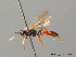  ( - BC ZSM HYM 03991)  @13 [ ] CreativeCommons - Attribution Non-Commercial Share-Alike (2010) Stefan Schmidt SNSB, Zoologische Staatssammlung Muenchen