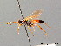  ( - BC ZSM HYM 03992)  @14 [ ] CreativeCommons - Attribution Non-Commercial Share-Alike (2010) Stefan Schmidt SNSB, Zoologische Staatssammlung Muenchen