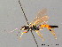  ( - BC ZSM HYM 03993)  @13 [ ] CreativeCommons - Attribution Non-Commercial Share-Alike (2010) Stefan Schmidt SNSB, Zoologische Staatssammlung Muenchen