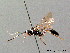  (Orgichneumon - BC ZSM HYM 03998)  @14 [ ] CreativeCommons - Attribution Non-Commercial Share-Alike (2010) Stefan Schmidt SNSB, Zoologische Staatssammlung Muenchen