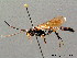  ( - BC ZSM HYM 04015)  @12 [ ] CreativeCommons - Attribution Non-Commercial Share-Alike (2010) Stefan Schmidt SNSB, Zoologische Staatssammlung Muenchen