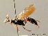  (Syspasis - BC ZSM HYM 04031)  @14 [ ] CreativeCommons - Attribution Non-Commercial Share-Alike (2010) Stefan Schmidt SNSB, Zoologische Staatssammlung Muenchen