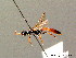  ( - BC ZSM HYM 04050)  @12 [ ] CreativeCommons - Attribution Non-Commercial Share-Alike (2010) Stefan Schmidt SNSB, Zoologische Staatssammlung Muenchen
