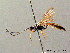  ( - BC ZSM HYM 04051)  @11 [ ] CreativeCommons - Attribution Non-Commercial Share-Alike (2010) Stefan Schmidt SNSB, Zoologische Staatssammlung Muenchen