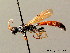  ( - BC ZSM HYM 04057)  @14 [ ] CreativeCommons - Attribution Non-Commercial Share-Alike (2010) Stefan Schmidt SNSB, Zoologische Staatssammlung Muenchen