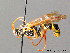  ( - BC ZSM HYM 04081)  @14 [ ] CreativeCommons - Attribution Non-Commercial Share-Alike (2010) Stefan Schmidt SNSB, Zoologische Staatssammlung Muenchen