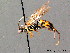  ( - BC ZSM HYM 04083)  @12 [ ] CreativeCommons - Attribution Non-Commercial Share-Alike (2010) Stefan Schmidt SNSB, Zoologische Staatssammlung Muenchen