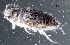  ( - GBOL19914)  @11 [ ] CreativeCommons  Attribution Non-Commercial Share-Alike (2017) SNSB (Staatliche Naturwissenschaftliche Sammlungen Bayerns) ZSM (Zoologische Staatssammlung Muenchen)