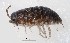  ( - GBOL19918)  @11 [ ] CreativeCommons  Attribution Non-Commercial Share-Alike (2017) SNSB (Staatliche Naturwissenschaftliche Sammlungen Bayerns) ZSM (Zoologische Staatssammlung Muenchen)