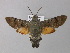  ( - BC ZSM Lep 21434)  @13 [ ] CreativeCommons - Attribution Non-Commercial Share-Alike (2010) Unspecified SNSB, Zoologische Staatssammlung Muenchen