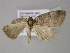  ( - BC ZSM Lep 21457)  @13 [ ] CreativeCommons - Attribution Non-Commercial Share-Alike (2010) Axel Hausmann/Bavarian State Collection of Zoology (ZSM) SNSB, Zoologische Staatssammlung Muenchen